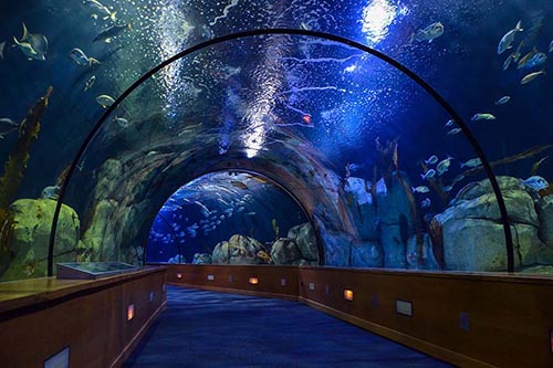 Oceanografic Valencia Aquarium