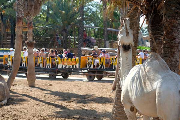 Elche activteiten Elche activiteiten