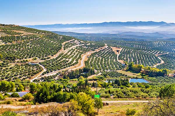 Olijfolie in Ubeda
